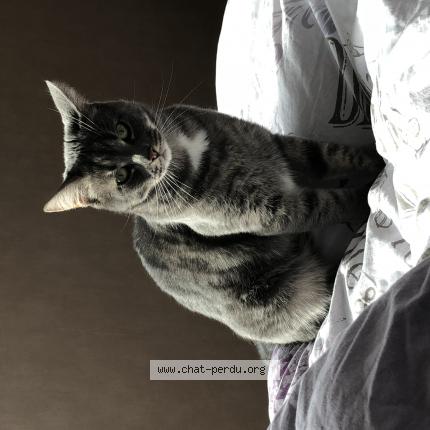 Photo de chat perdu à Wattrelos