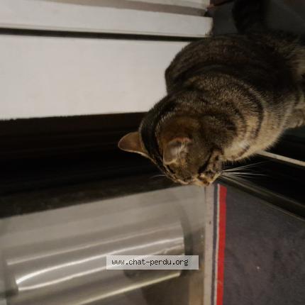 Photo 1/1 Chat retrouvé Trouvé à Valenciennes