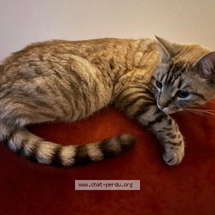 Photo de chat perdu à Gallargues Le Montueux