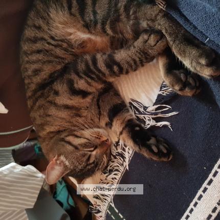 Photo de chat perdu à Lille