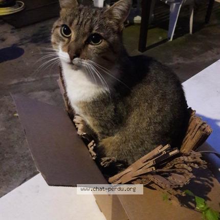 Photo 1/1 Chat retrouvé Perdu à Champigny Sur Marne