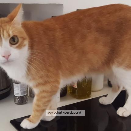 Photo 1/1 Chat retrouvé Perdu à Toulouse