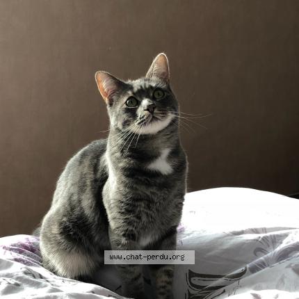 Photo de chat perdu à Wattrelos