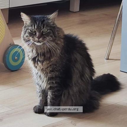 Photo de chat perdu à Plaisance Du Touch