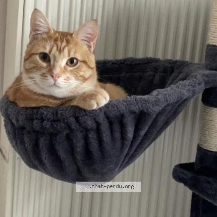Photo 1/1 Hiro Chat perdu à Seclin