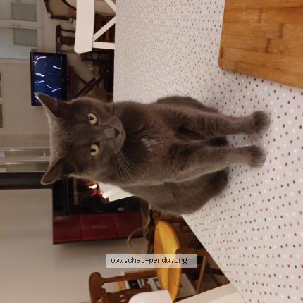 Photo de chat perdu à Thue Et Mue