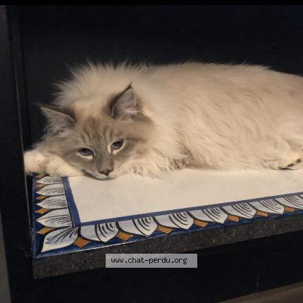 Photo de chat perdu à Fontenay Sur Eure