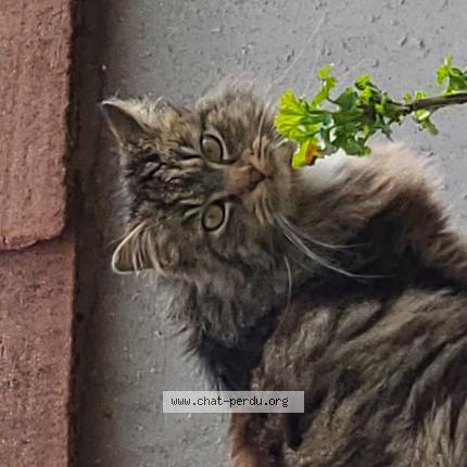 Photo de chat trouvé à Luneville