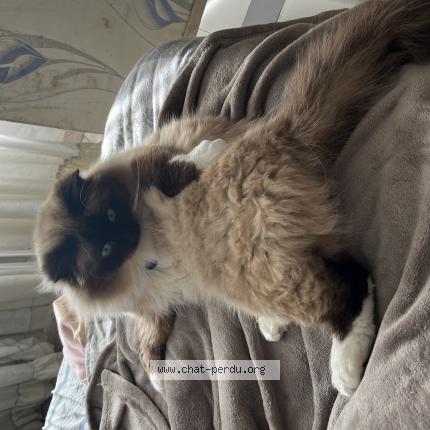 Photo de chat perdu à Brest