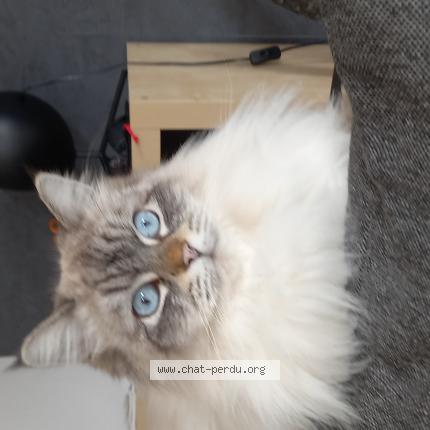 Photo de chat perdu à Davezieux