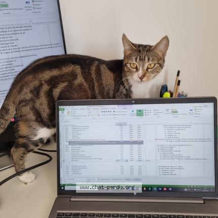 Photo de chat perdu à Longjumeau