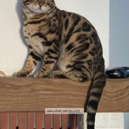 Photo 1/1 Chat retrouvé Perdu à Longpont Sur Orge