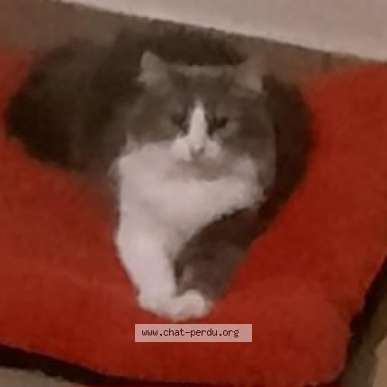 Photo de chat perdu à Roye