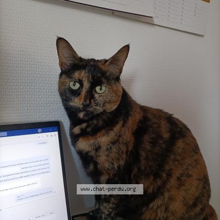 Photo 1/1 Chat retrouvé Perdu à Argeles Gazost