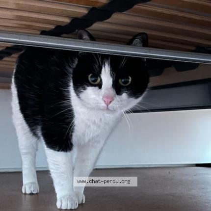 Photo 1/1 Chanel Chat perdu à Toulouse