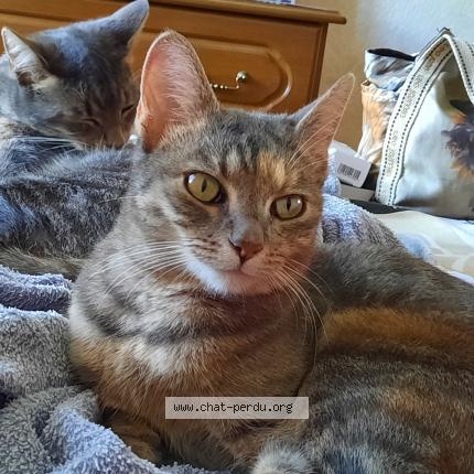 Photo 1/1 Chat retrouvé Perdu à Meschers Sur Gironde