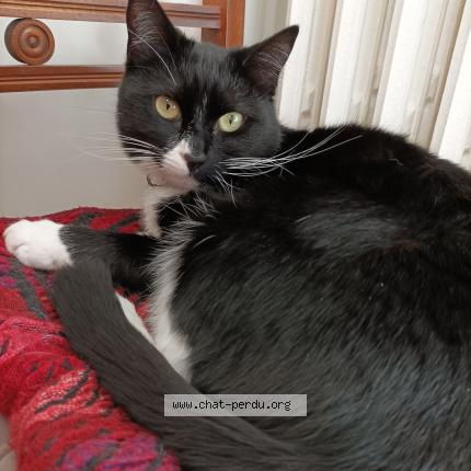 Photo de chat perdu à Eaubonne