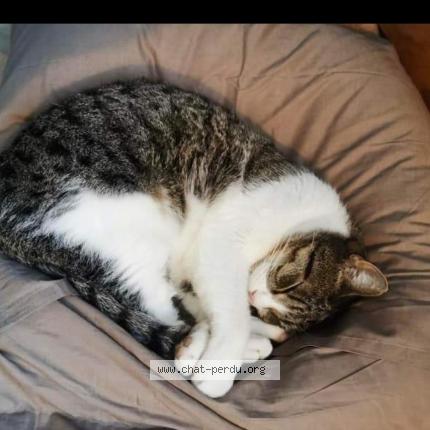 Photo de chat perdu à Torcy