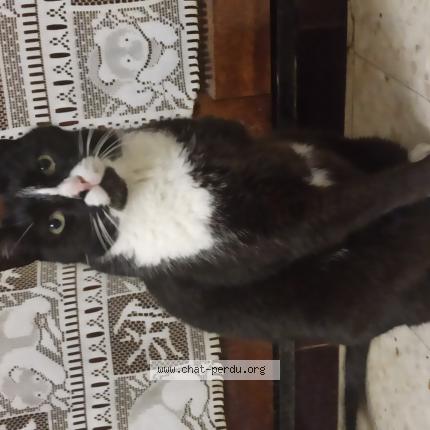 Photo 1/1 Chat retrouvé Perdu à Morieres Les Avignon