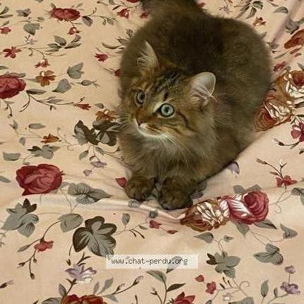 Photo de chat perdu à Montsurs 53150