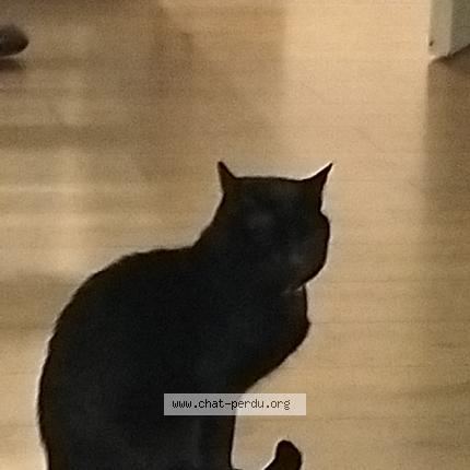 Photo 1/1 Chat retrouvé Perdu à Perpignan