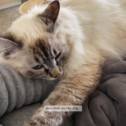 Photo de chat perdu à Couze Et Saint Front