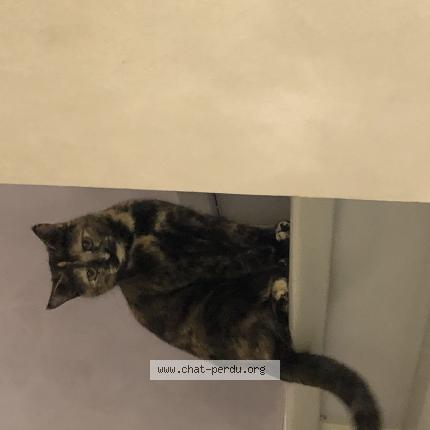 Photo de chat perdu à Lons Le Saunier