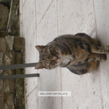 Photo de chat perdu à Gournay Sur Aronde