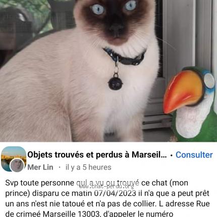 Photo de chat perdu à Marseille