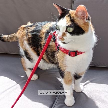 Photo de chat perdu à Guingamp