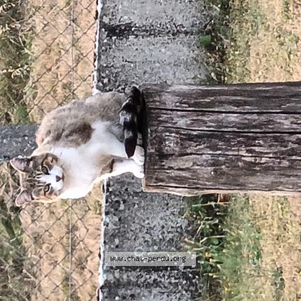 Photo de chat perdu à Rethel