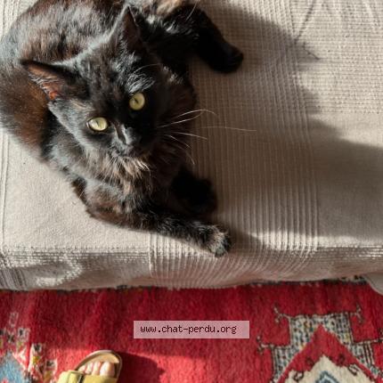 Photo de chat trouvé à Marseille
