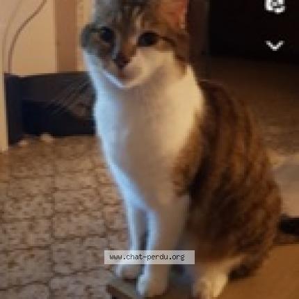 Photo de chat perdu à Neuilly Les Dijon