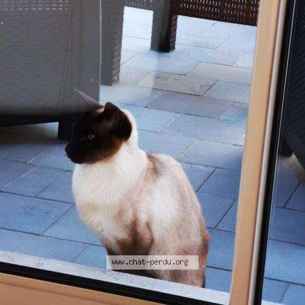 Photo de chat trouvé à Lestr
