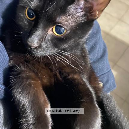 Photo de chat perdu à Bordeaux