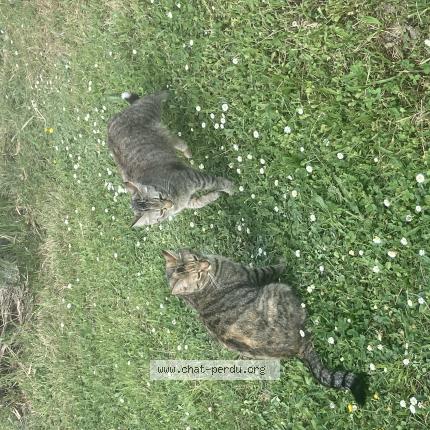 Photo de chat perdu à Gratentour