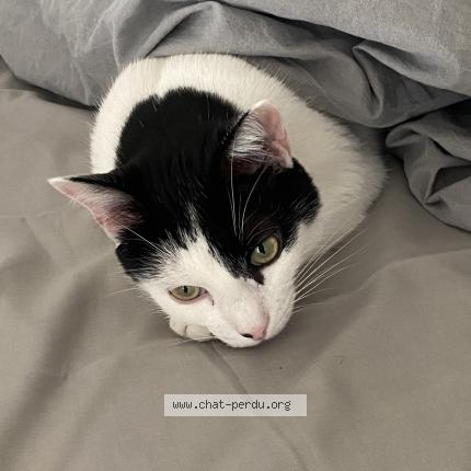 Photo de chat perdu à Paris
