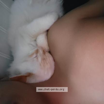 Photo de chat perdu à Preignac