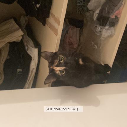 Photo de chat perdu à Argenteuil