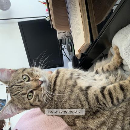 Photo de chat perdu à Montreuil
