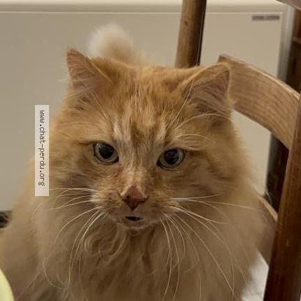 Photo de chat perdu à La Richardais