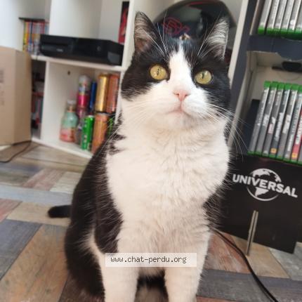 Photo de chat trouvé à Bourgoin Jallieu