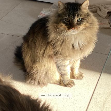 Photo de chat perdu à Limonest