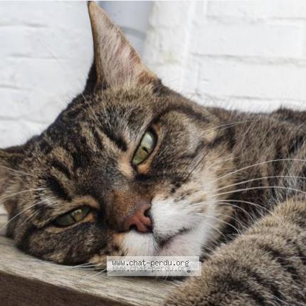 Photo 1/1 Chat retrouvé Perdu à Tourcoing