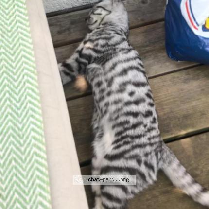 Photo de chat perdu à Sore