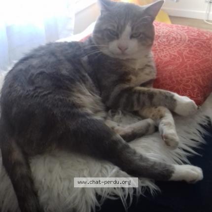 Photo de chat perdu à Courbevoie