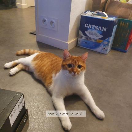 Photo de chat perdu à La Baconniere