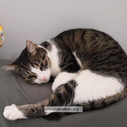Photo de chat perdu à Etouy