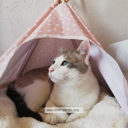 Photo de chat perdu à St Christol Les Ales
