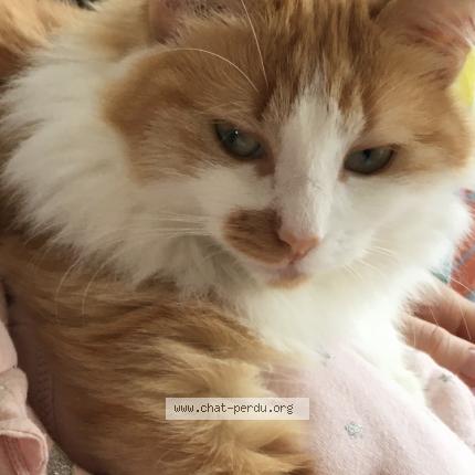 Photo 1/1 Chat retrouvé Perdu à Bordeaux